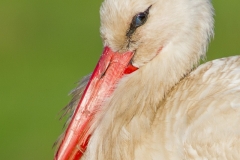 Bocian biały (Ciconia ciconia)