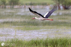 Bocian biały (Ciconia ciconia)