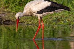 Bocian biały (Ciconia ciconia)