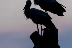 Bocian biały (Ciconia ciconia)