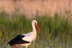 Bocian biały (Ciconia ciconia)