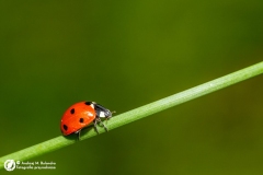 Biedronka siedmiokropka (Coccinella septempunctata)