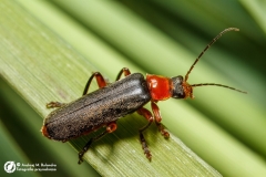 Omomiłek wiejski (Cantharis rustica)