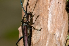 Wonnica piżmówka Aromia moschata