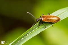 Acmaeops marginatus (?)