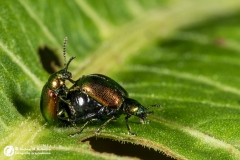Kałdunica zielona (Gastrophysa viridula)