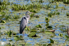 Czapla siwa (Ardea cinerea)