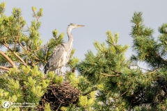 Czapla siwa (Ardea cinerea)