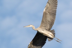 Czapla siwa (Ardea cinerea)