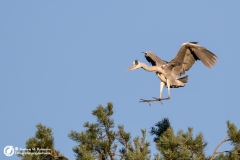 Czapla siwa (Ardea cinerea)