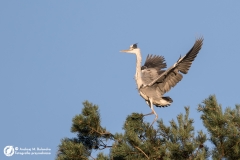Czapla siwa (Ardea cinerea)