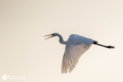 Czapla biała (Ardea alba)