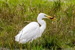 Czapla biała (Ardea alba)