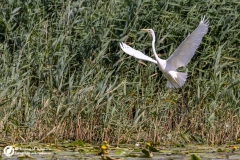 Czapla biała (Ardea alba)