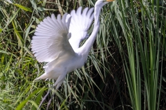 Czapla biała (Ardea alba)