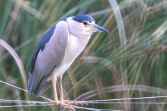 Ślepowron (Nycticorax nycticorax)