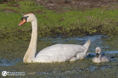 Łabędź niemy (Cygnus olor)