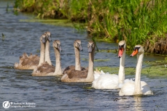 Łabędź niemy (Cygnus olor)