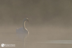 Łabędź niemy (Cygnus olor)
