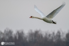 Łabędź niemy (Cygnus olor)