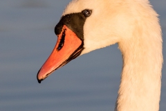 Łabędź niemy (Cygnus olor)