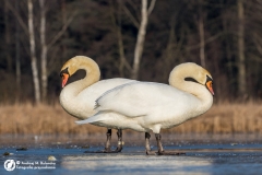 Łabędź niemy (Cygnus olor)