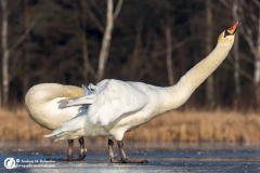 Łabędź niemy (Cygnus olor)