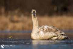 Łabędź niemy (Cygnus olor)