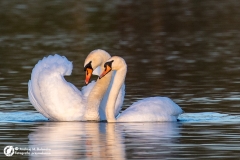 Łabędź niemy (Cygnus olor)