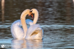 Łabędź niemy (Cygnus olor)