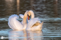 Łabędź niemy (Cygnus olor)