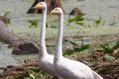 Łabędź krzykliwy (Cygnus cygnus)