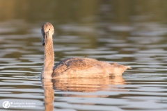 Łabędź niemy (Cygnus olor)
