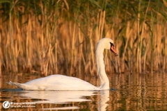 Łabędź niemy (Cygnus olor)