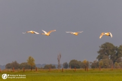 Łabędź niemy (Cygnus olor)