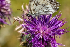 Polowiec szachownica (Melanargia galathea)