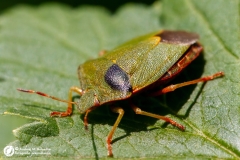 Odorek zieleniak (Palomena prasina)