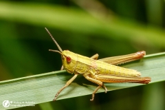 Skoczek zielony (Omocestus viridulus)