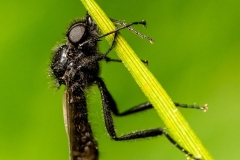 Leń (Bibio sp.)