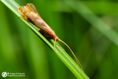 Chruścik (Trichoptera)