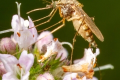 Komar brzęczący (Culex pipiens) 