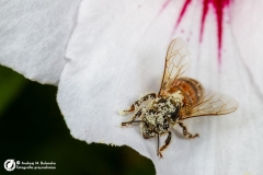 Pszczoła miodna (Apis mellifera)