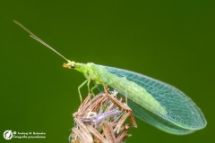 Złotook (Chrysopa)