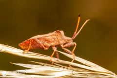 Zbrojec dwuzębny (Picromerus bidens)