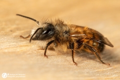 Murarka ogrodowa (Osmia rufa)