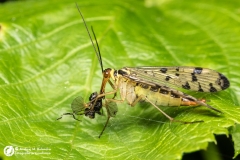 Wojsiłka pospolita (Panorpa communis)