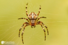 Krzyżak ogrodowy (Araneus diadematus)