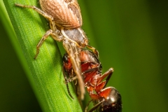 Bokochód pospolity (Xysticus ulmi)