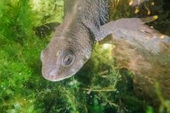 Traszka grzebieniasta (Triturus cristatus)
