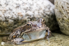 Żaba moczarowa (Rana arvalis)